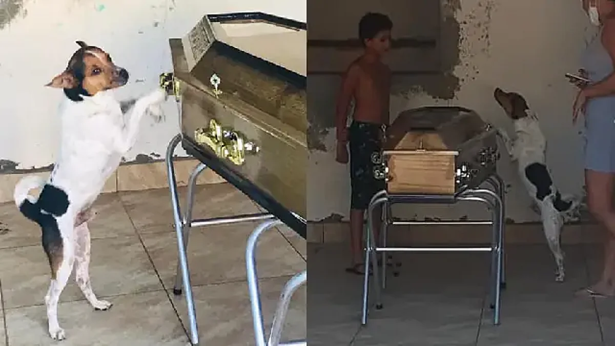 Perrito llora y permanece al lado del ataúd de su dueña en el velorio