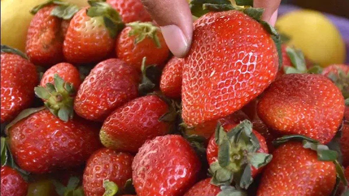 Michoacán: Líder en producción de fresa a nivel nacional