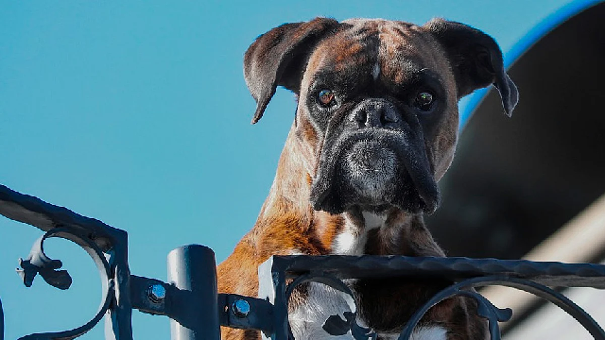Morena propone regular razas de perros que se consideran “peligrosas”