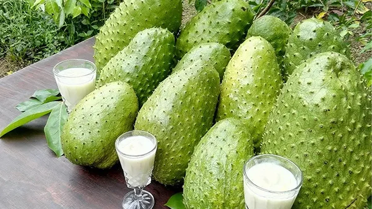 Michoacán aporta al país más de 2 mil 396 toneladas de guanábana