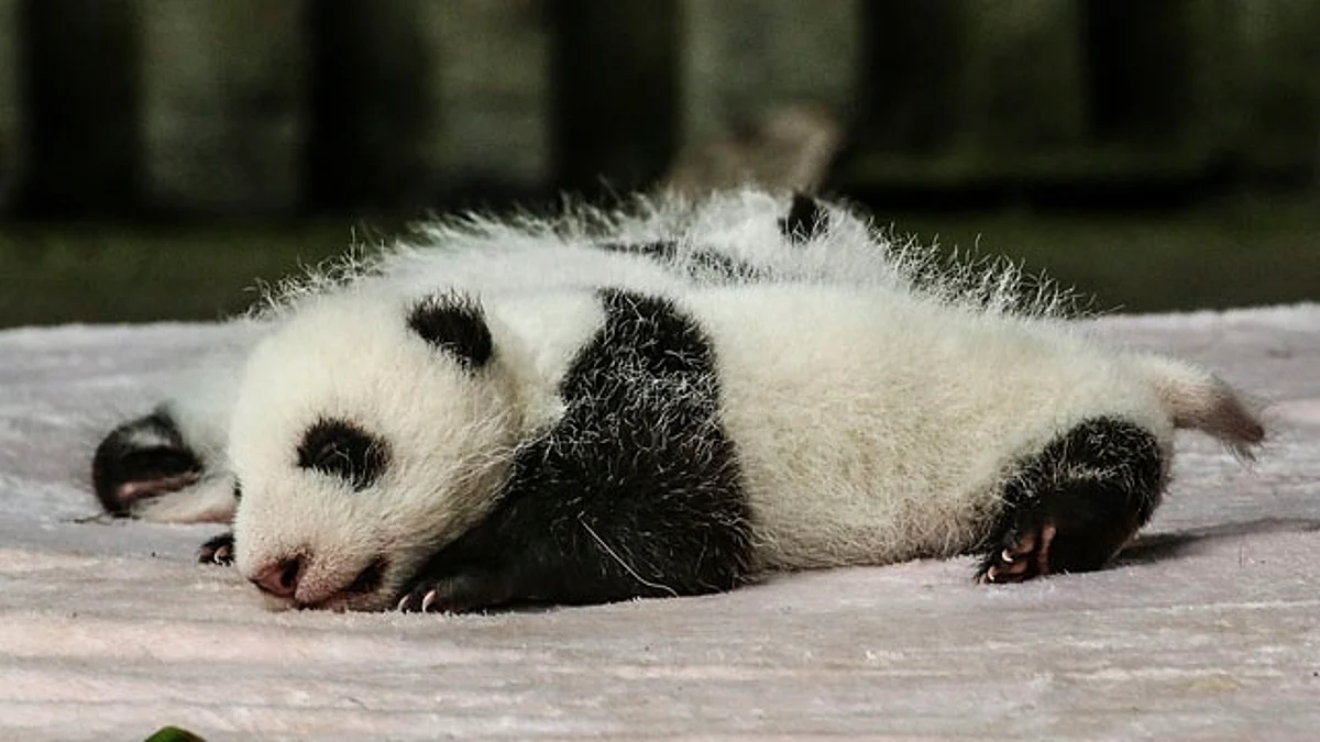Panda gigante da a luz a dos crías gemelas en zoológico de Francia