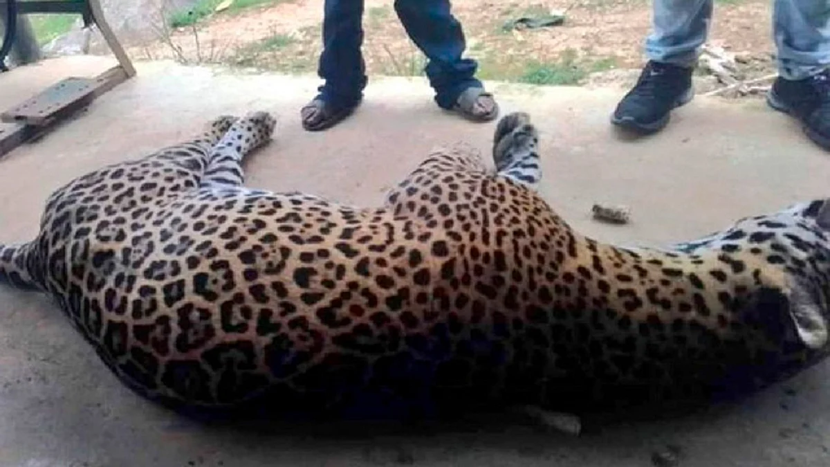 Campesino envenena a jaguar por matar a su burro