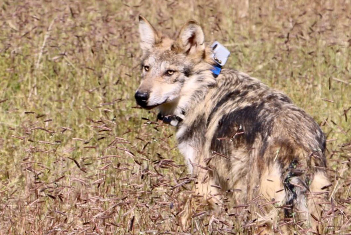 El Lobo Mexicano, poco a poco se aleja de la extinción