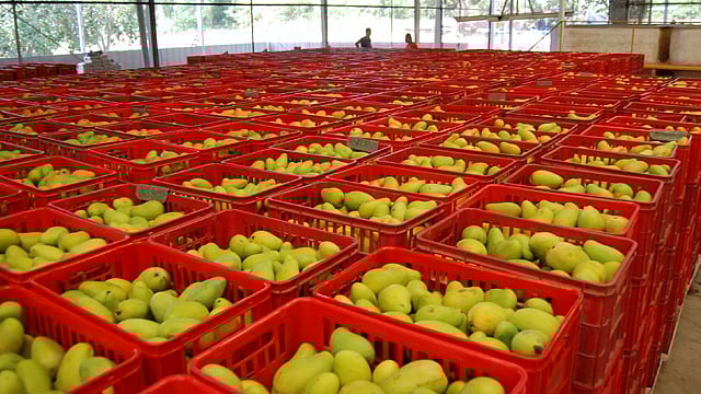 Michoacán, principal exportador de mango de México