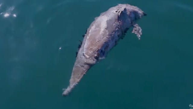 Vaquita Marina Hallada Muerta Era Hembra Adulta Expertos