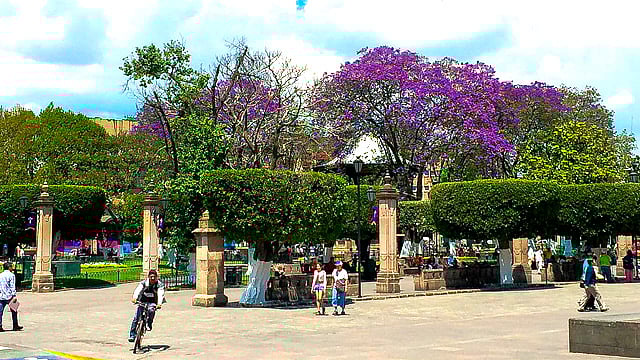 Jacarandas desatan “primavera morada” en Morelia