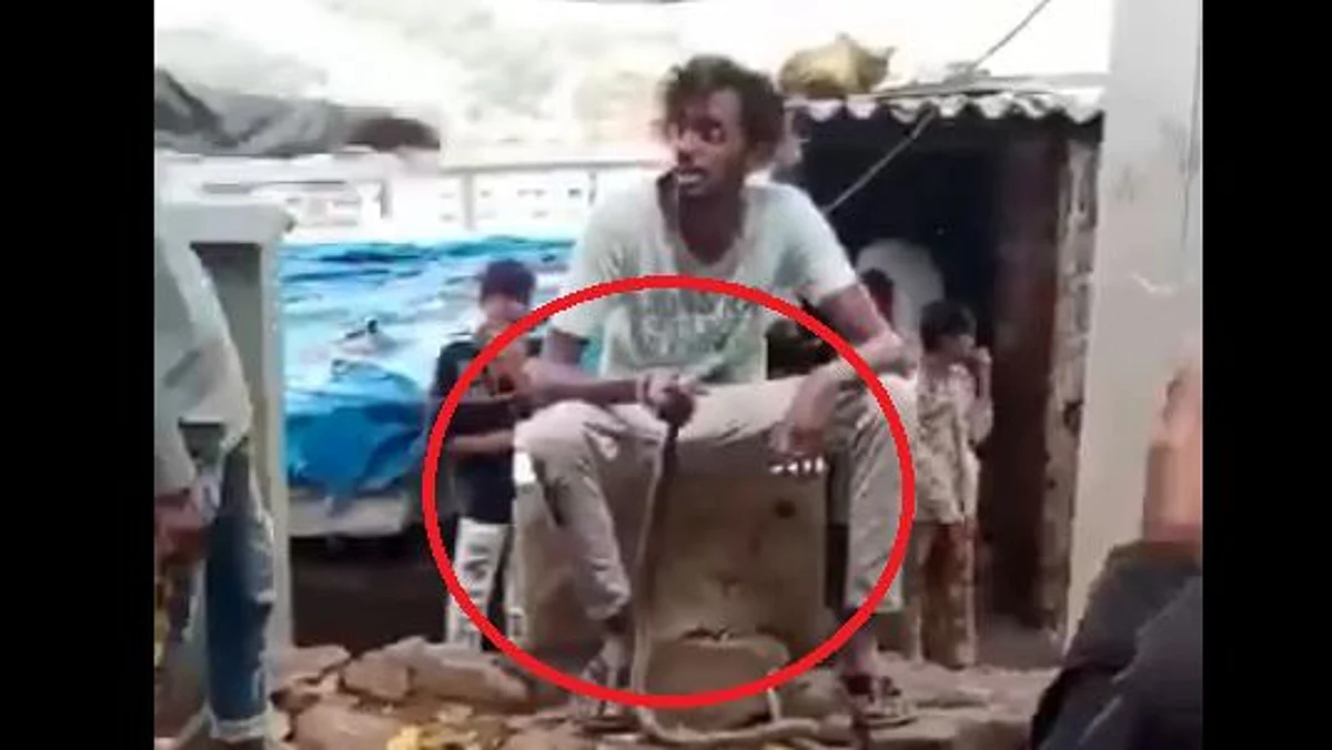 विषारी सापाशी खेळ, युवकाने गमावले प्राण