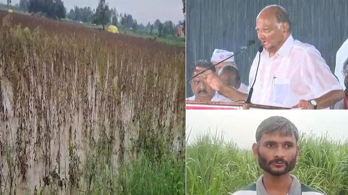 उस्मानाबादला पावसाने झोडपलं; शेतकरी म्हणतो,'पवारसाहेब फक्त स्टेजवर भिजून उपयोग नाही'