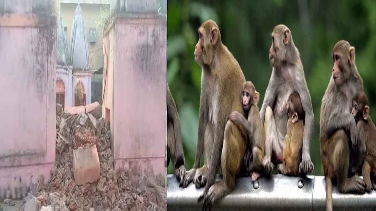 वाशिम : मंदिराच्या छतावर सुरु होता माकडांचा हैदोस, सफाईसाठी आलेल्या व्यक्तीचा स्लॅब कोसळून मृत्यू