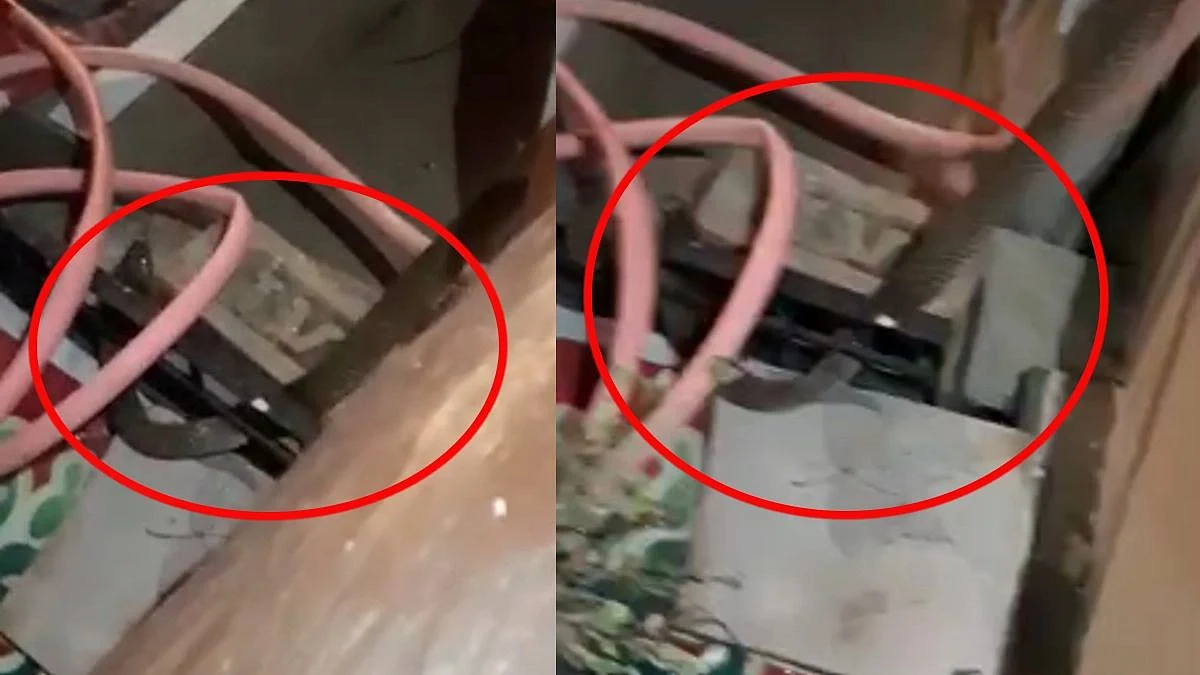 अरे बापरे! कुरियर बॉक्स उघडताच निघाला कोब्रा; नागपुरातील घटना