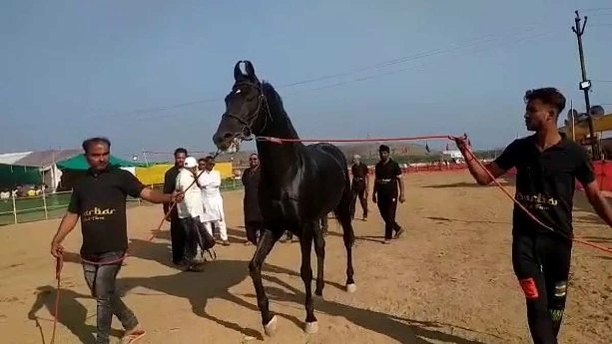 सारंगखेड्यातला रावण घोडा ठरतोय चर्चेचा विषय, पाच कोटींची बोली
