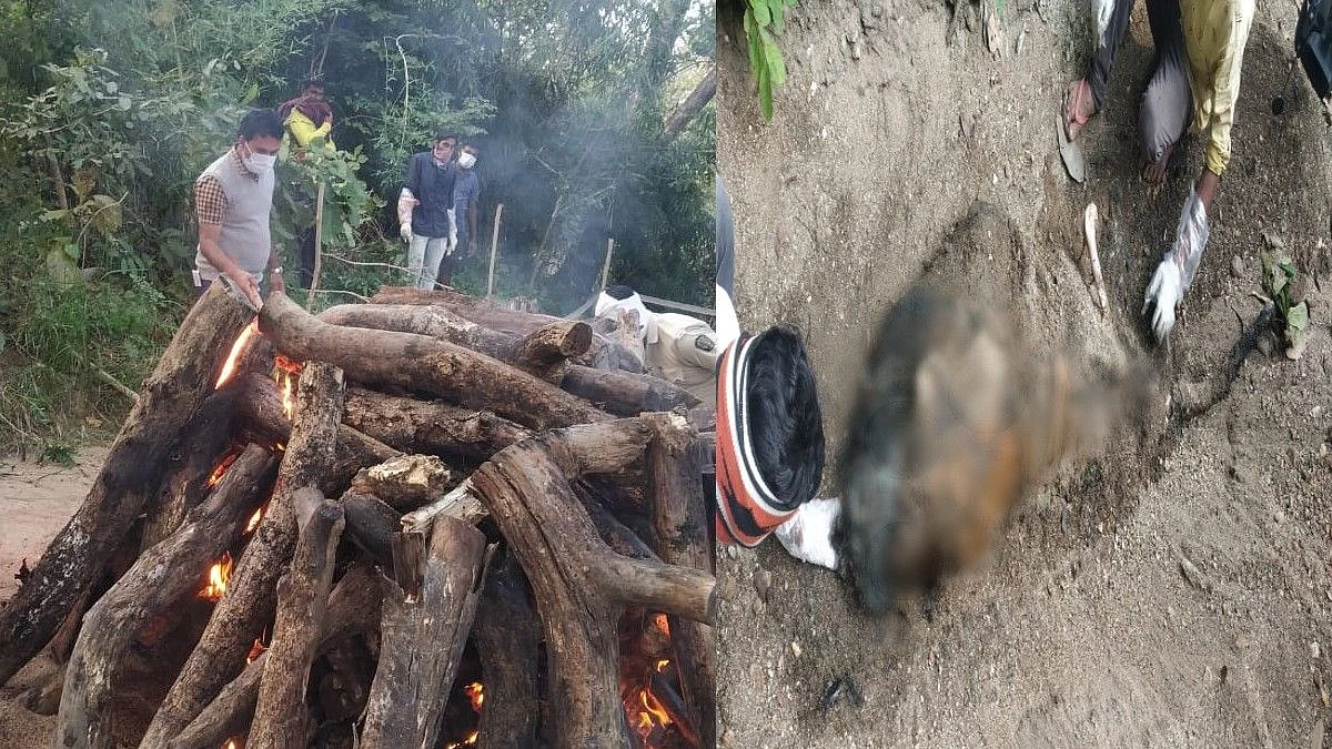 गडचिरोली : वाघाची शिकार करुन पुरलं जमिनीत - अहेरी वनपरिक्षेत्रातली घटना