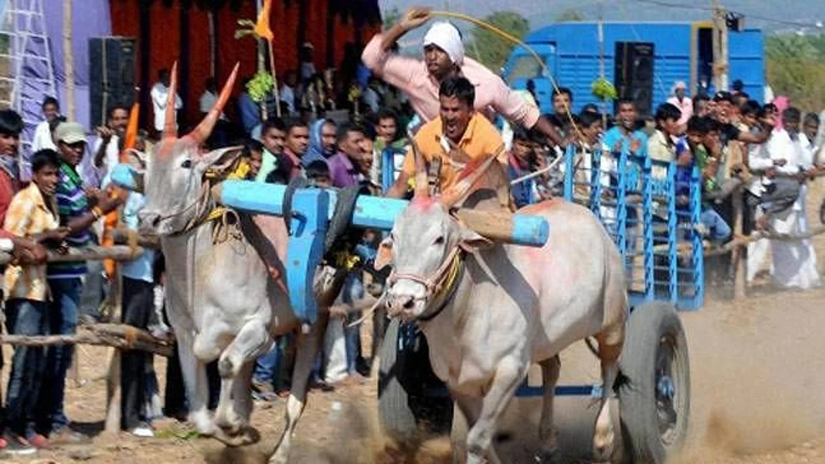 Bullock Cart Race: पुन्हा एकदा धुरळा... बैलगाडा शर्यतीला सुप्रीम कोर्टाकडून सशर्त परवानगी!