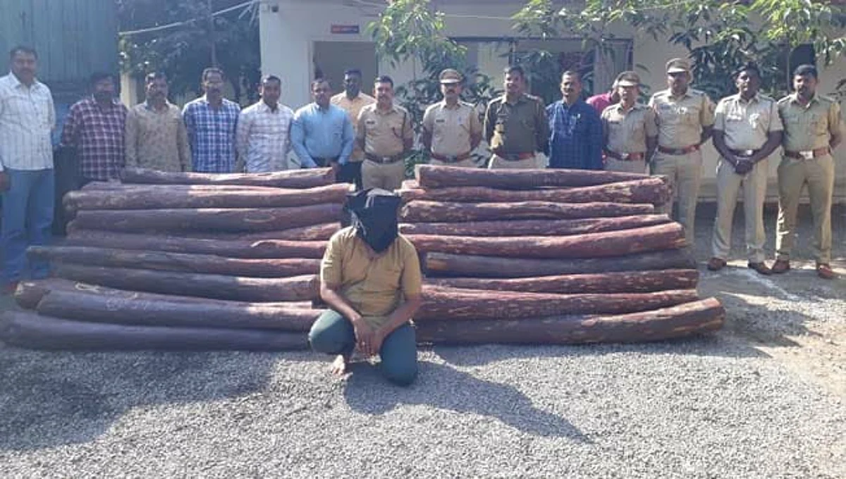 कर्नाटकचा 'पुष्पा' सांगलीत पकडला ! तब्बल २ कोटी ४५ लाखांचे रक्तचंदन जप्त