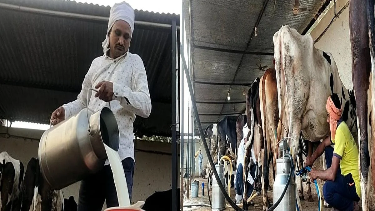 मोडला नाही कणा...नापिकीला कंटाळून दुग्धव्यवसायाकडे वळलेला शेतकरी कमावतोय लाखोंमध्ये