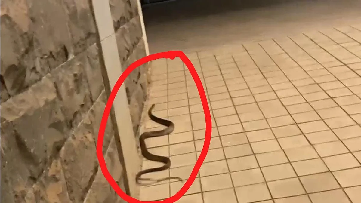 a snake was released in kolhapur collectorate who did such a horrible act