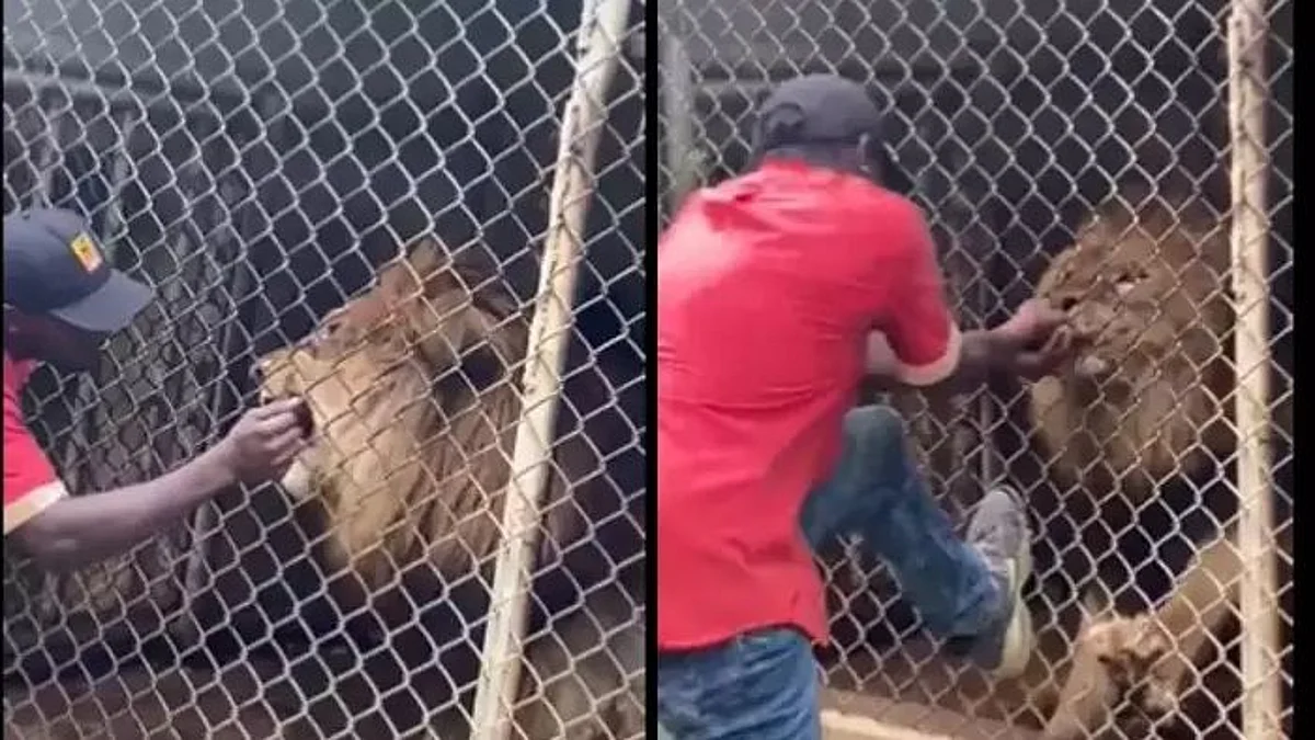 the lion ate the finger of the tourists hand viral video