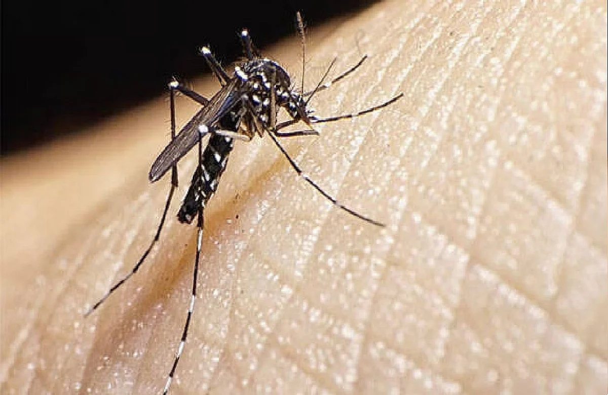 Seven Year Old Girl Was Infected With Zika virus, She is From Palghar