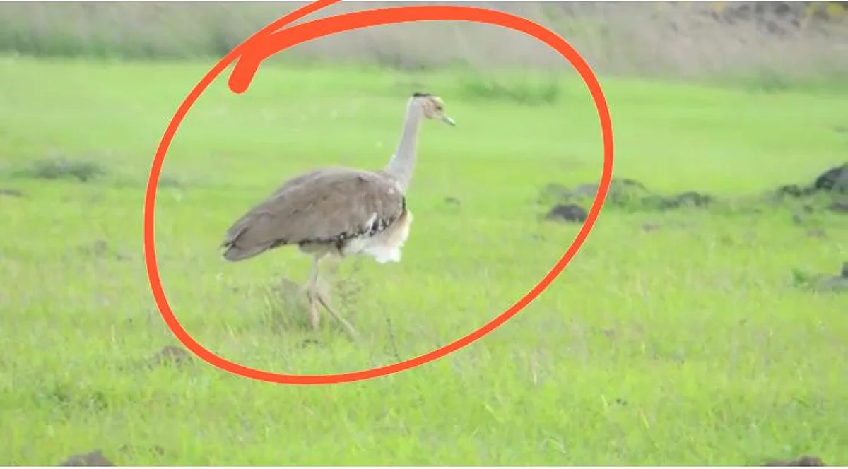 Maldhok Bird Spotted In solapur