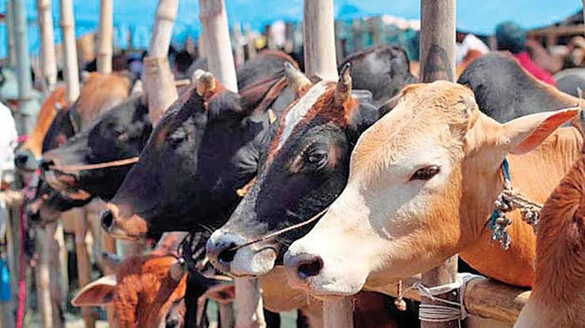 राज्यात लंपी रोगाचा प्रादुर्भाव झपाट्याने वाढतोय; माणसांना या विषाणूपासून धोका आहे का?