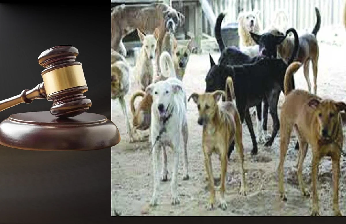 Interested in feeding stray dogs? Take them home - Bombay high court on rising dog menace in Nagpur