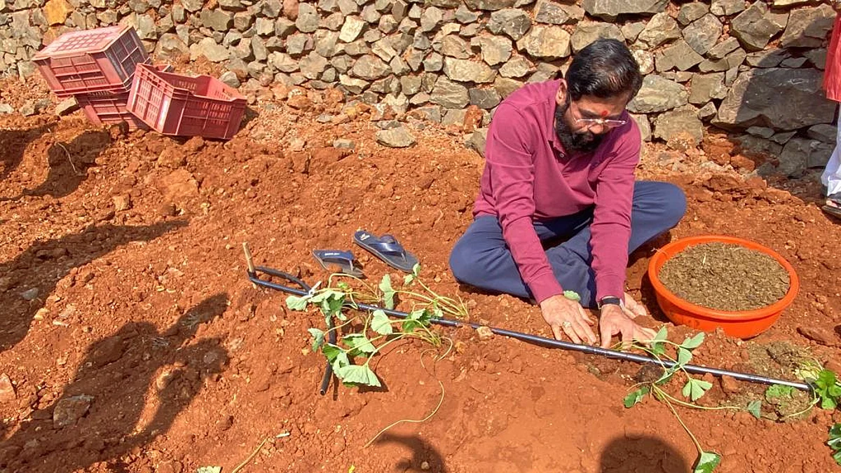 Chief Minister Eknath Shinde cultivated a field in Dare village during his visit to Satara