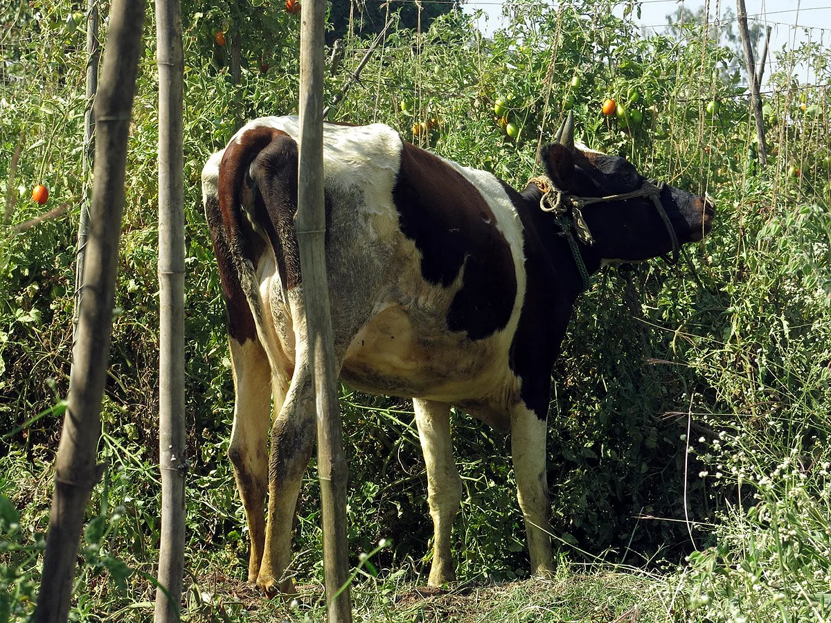 Photo by Chitrangada Choudhury