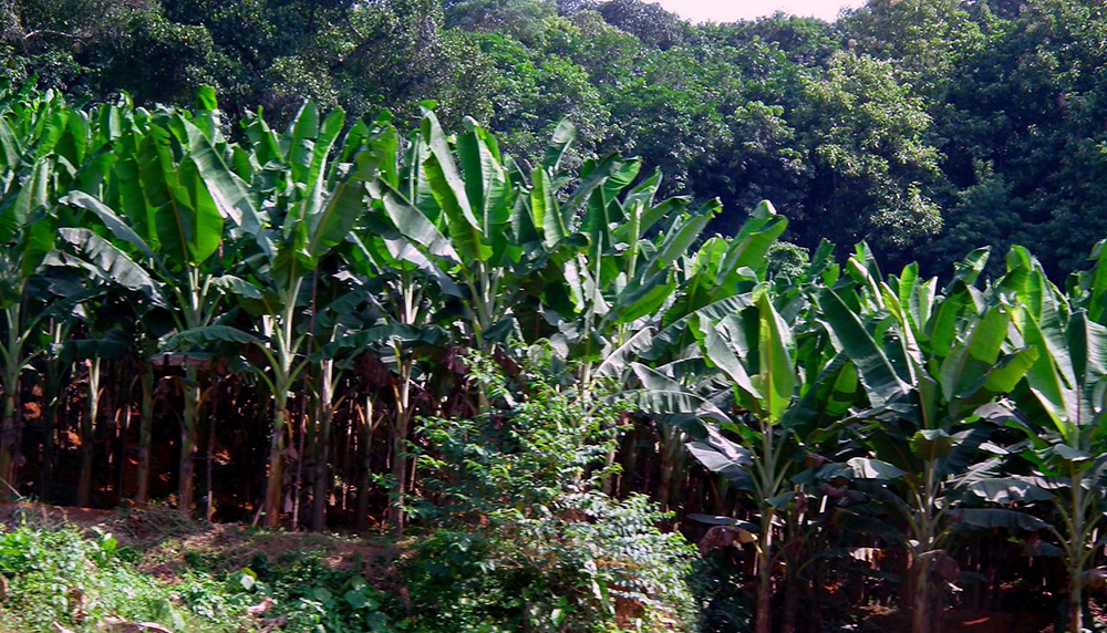 Nipah Virus: After UAE, now Saudi Arabia bans produce from Kerala