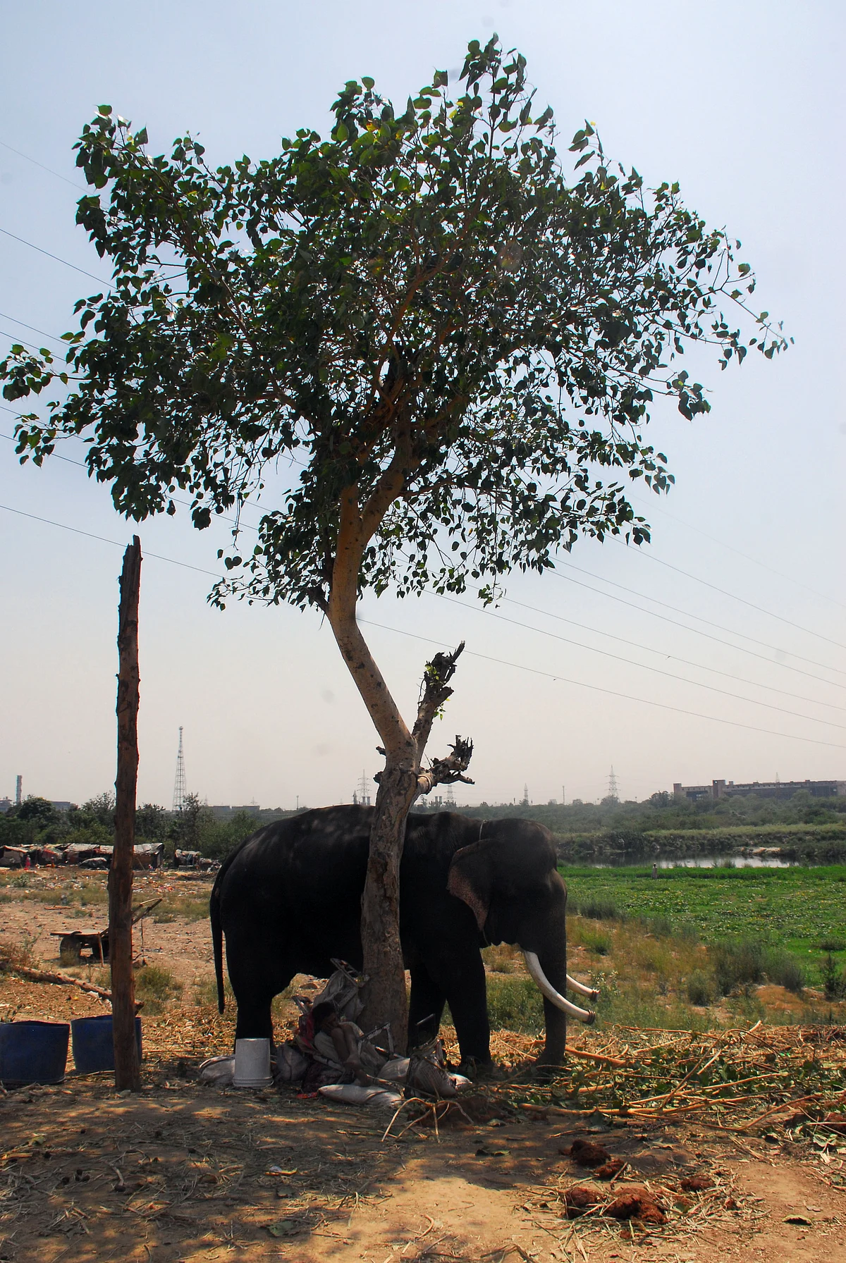 Pramod Pushkarna