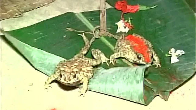 After marriages in MP & UP, frog sacrifices in Bihar to please rain gods