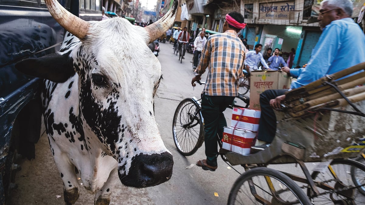 Should stray animals be killed image