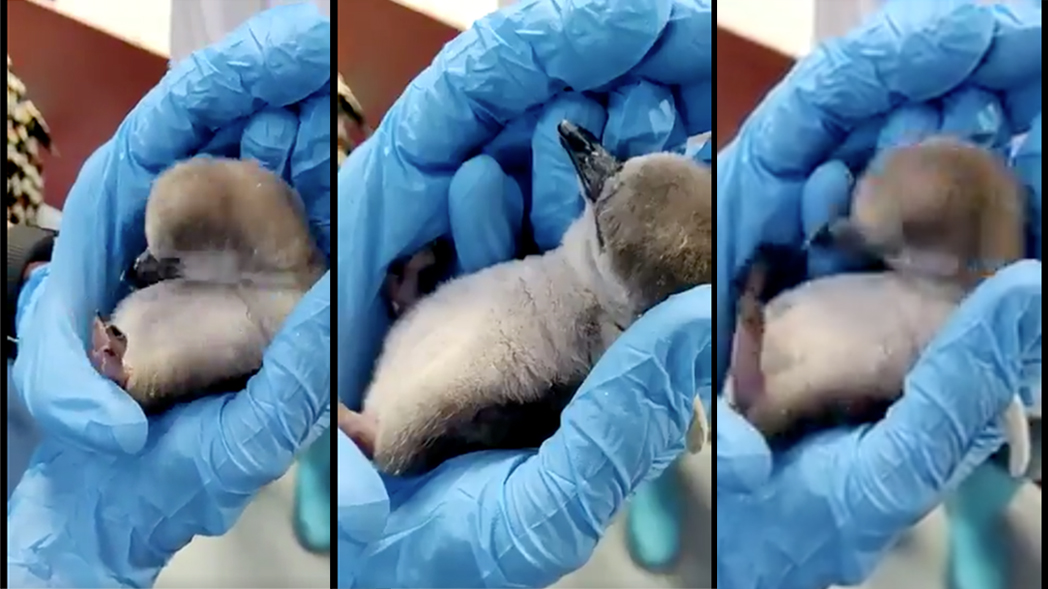 WATCH: Mumbai Zoo’s adorable penguin chick—‘Freedom Baby’
