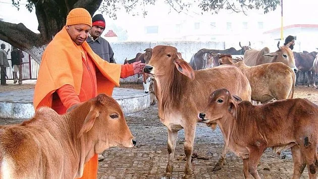 Geo-tagging of cattle: Another innovative step by Yogi government