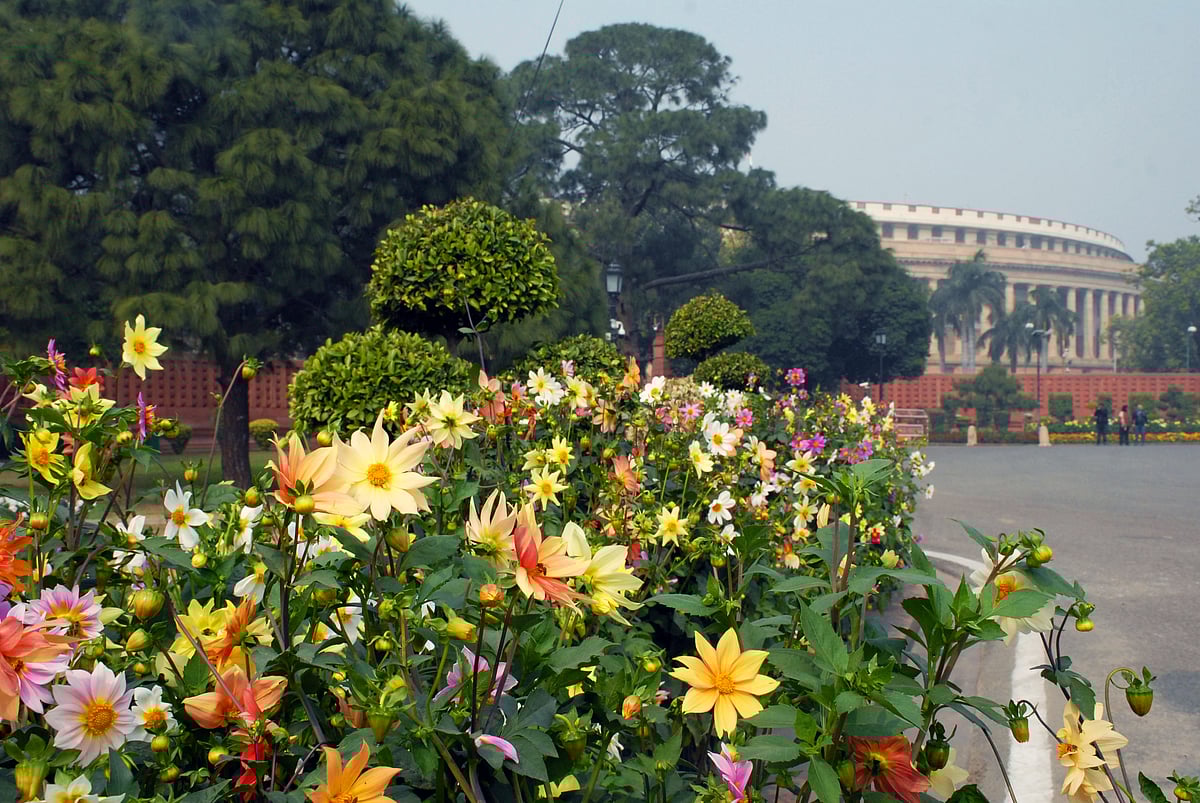 Mughal Gardens open for public from February 6 flowers in pictures