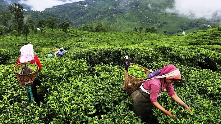 A silent undercurrent in the tea gardens of Upper Assam
