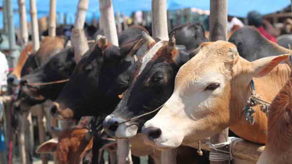 In a first, MP Govt to form law against cow vigilantes, imprisonment and fine on cards