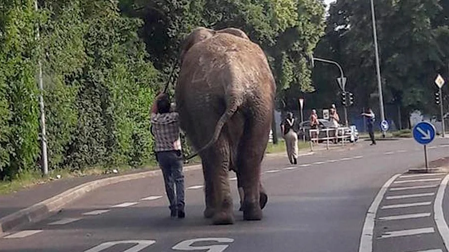 Guwahati High Court questions Assam’s Chief Wildlife Warden over SC order against transfer of Elephants