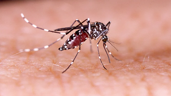 Delhi gears up for malaria, dengue ahead of rains