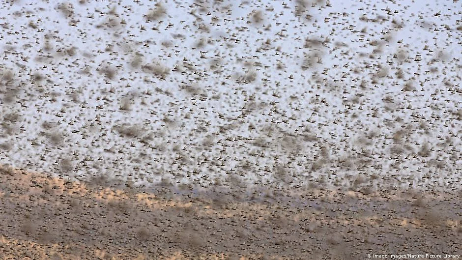 Locusts Invasion (Representative Image)