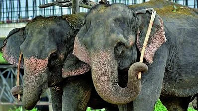 Guwahati High Court to hear petition objecting to shifting elephants to Gujarat