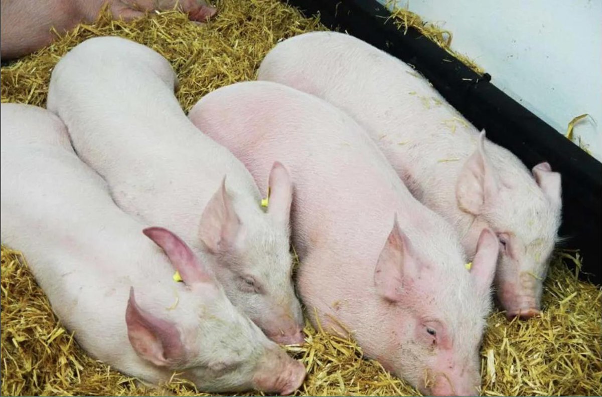 Vietnam culls over 2.84 million pigs amid African swine fever spread