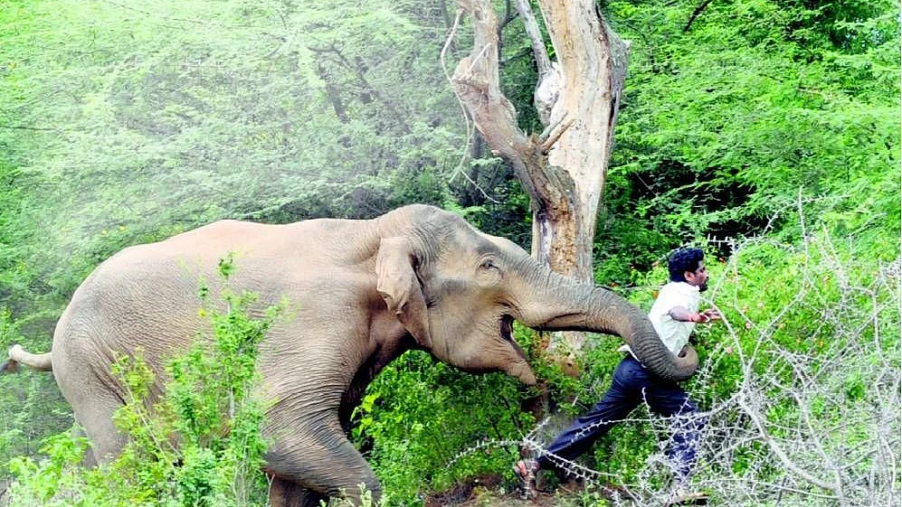 Tuskers continue to wreak havoc in UP, Jharkhand and Odisha