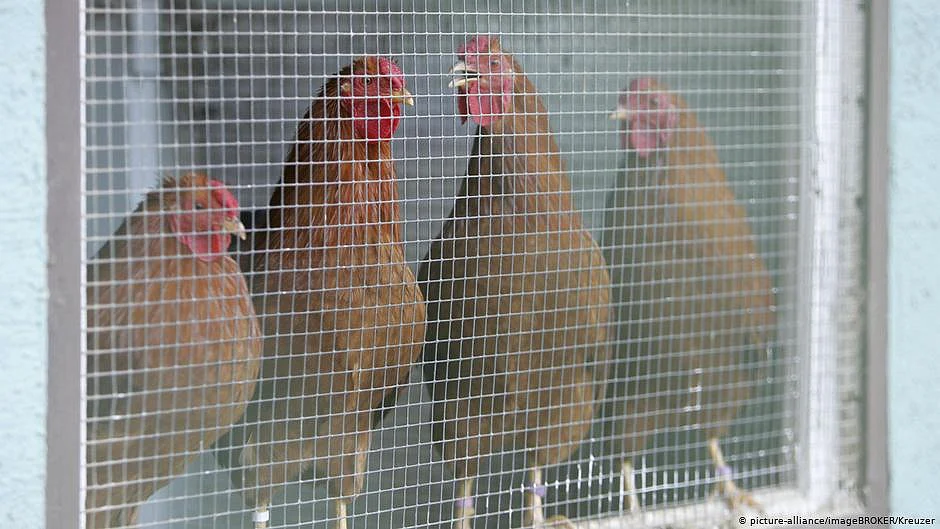 Bird flu: J&K govt bans entry of poultry