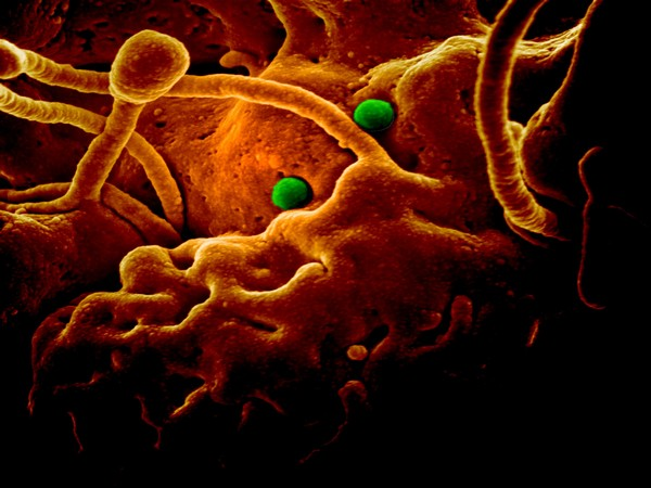India’s first-ever AI summit postponed due to coronavirus