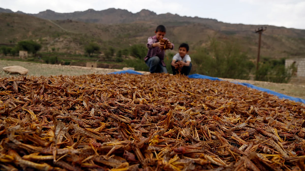 Pakistan declares national emergency over locusts