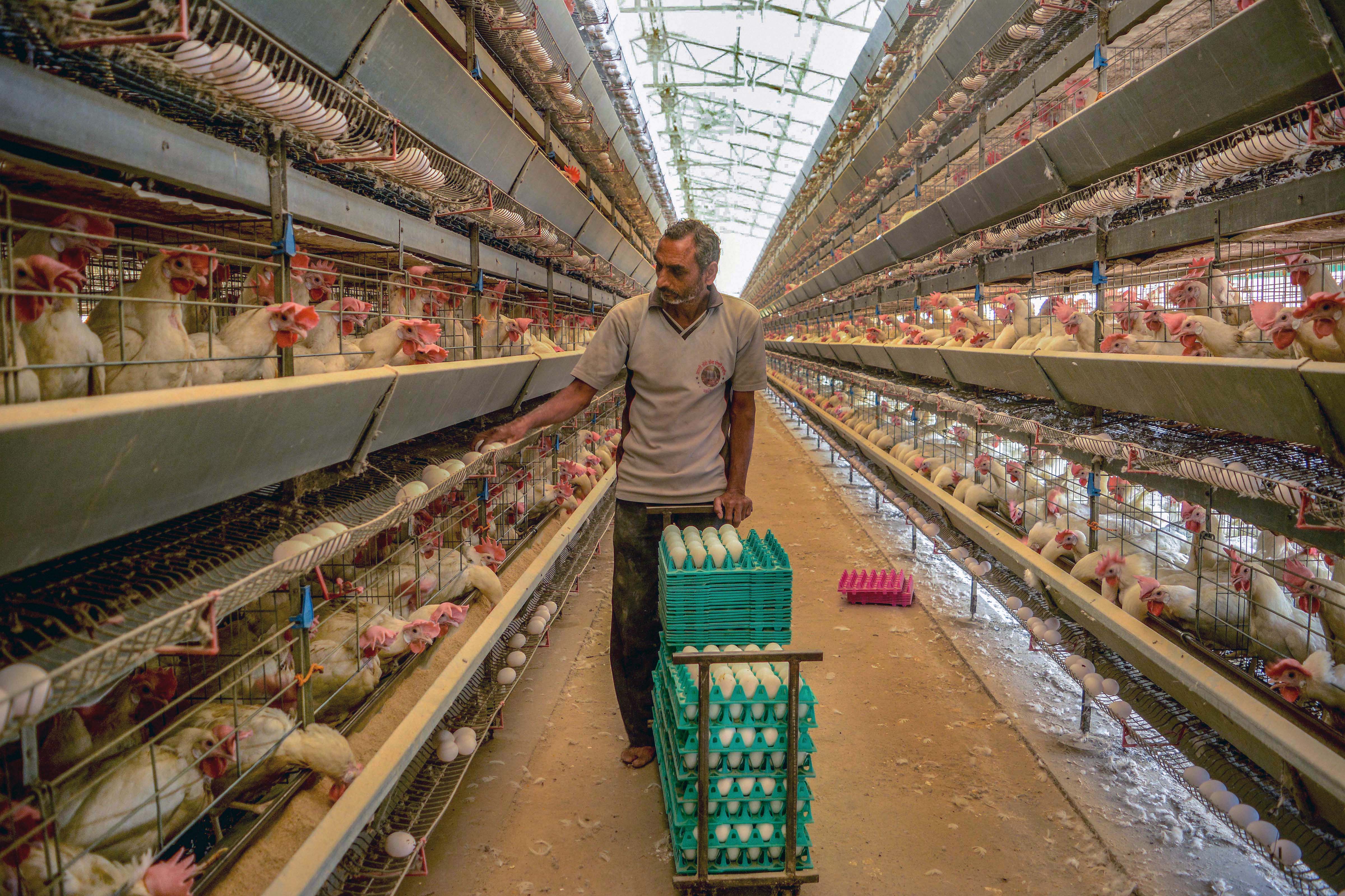 Over 55000 chickens to be culled in Mohali after confirmation of avian influenza in two poultry farms