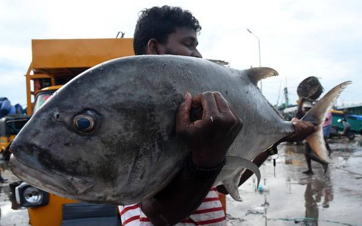 Kerala police under attack for destroying tuna fish