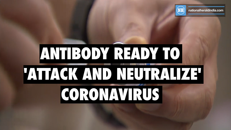 Antibody ready to ‘attack and neutralize’ coronavirus