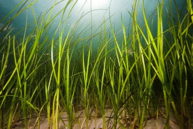 Seagrass meadows can help communities hit hard by pandemic: UN
