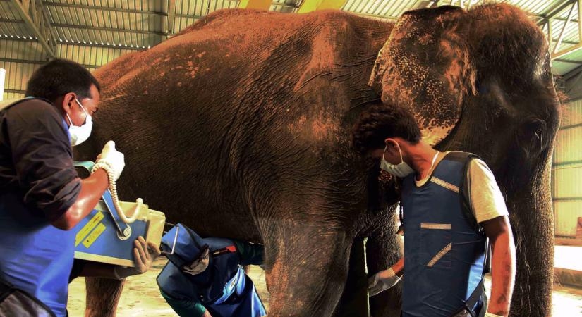 India’s first Elephant Hospital provides help to a handicapped elephant